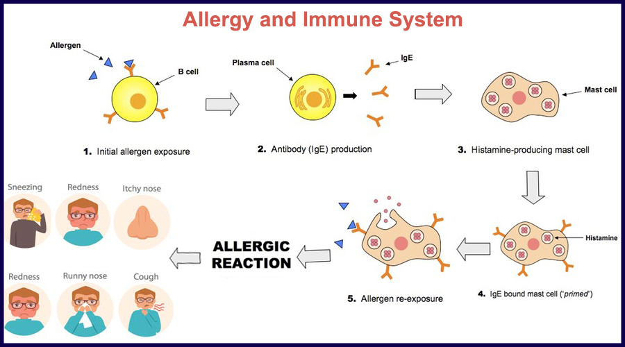 allergy and immune system